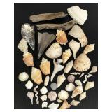 Collection of assorted sea shells