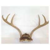 Six point deer antlers