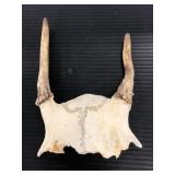 Two point deer antler