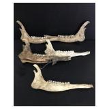 Six animal jaw bones