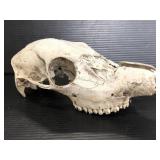 Vintage animal skull