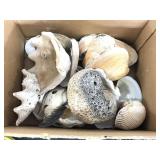 Box of assorted sea shells