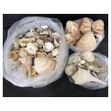 Large lot of assorted sea shells