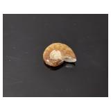 Mid Jurassic period Ammonite fossil- 12.10 tcw