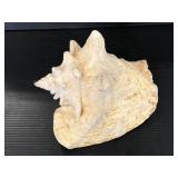 Queen Conch seashell decor piece