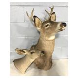 Seven point white tail deer & doe mount