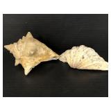 Two large sea shells