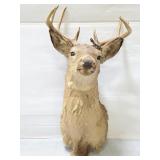 Nine point buck head mount w/ metal deer tag