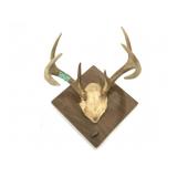 Mounted deer antlers trophy w/ tag