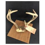 Vintage mounted deer antlers