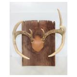 Mounted on wood 8 point buck antlers