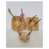 Three wood mounted buck antler plaques