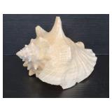 Large decorative sea shell