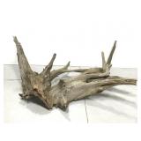 Large piece of driftwood yard art