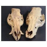 Pair of wild boar skulls