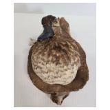 Small taxidermy water foul on wood