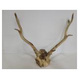 Elk antlers on skull
