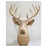 11pt buck deer head mount trophy w/ vtg metal tag