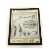 Vintage Keystone View Co. animal skeleton slide