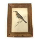 Wood framed vintage Tree Pipit print