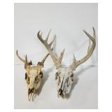 Two deer skulls w/antlers