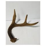 Old 3-point deer antler