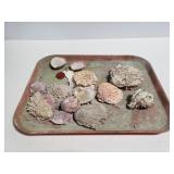 Assorte shell collection