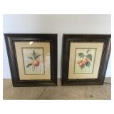 Small pair of peach tree botanical art prints