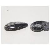 Marine life animal fossils Orthoceras & Ammonite