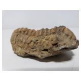 Large Trilobite fossil extinct arthropod