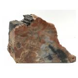 Polished petrified wood fossil