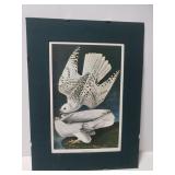 Matted Falcon print