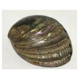 Abalone shell
