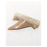 Fossilized Otodus Obliquus shark tooth