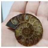 Polished Ammonite fossil slice
