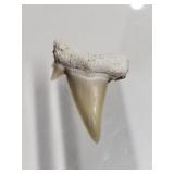 Shark tooth fossil
