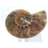Polished Ammonite
