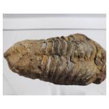 Fossilized Trilobite