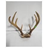 Deer antlers 9 point
