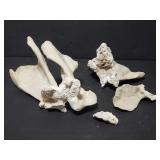 Genuine coral collection