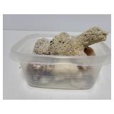 Collection of corral and sea shells