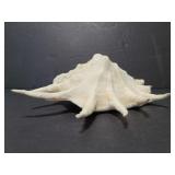 Large sea shell