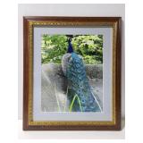 Large framed peacock print