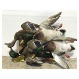 Multi-duck genuine taxidermy mount