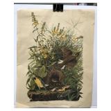1948 Audobon Meadow Lark Litho print, unframed