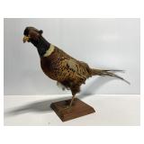 Vintage taxidermy pheasant