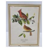 Cardinal Grosbeak framed print