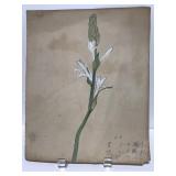 Unframed, unknown artist hand drawn picture