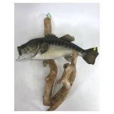 Taxidermy bass fish mount on driftwood