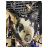 Wild Boar Wall Mounted Plaque